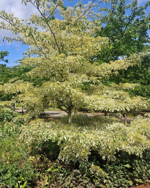 - RHS Wisley