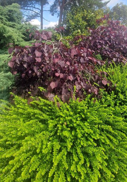  - RHS Wisley