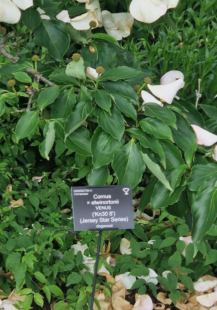  - RHS Wisley