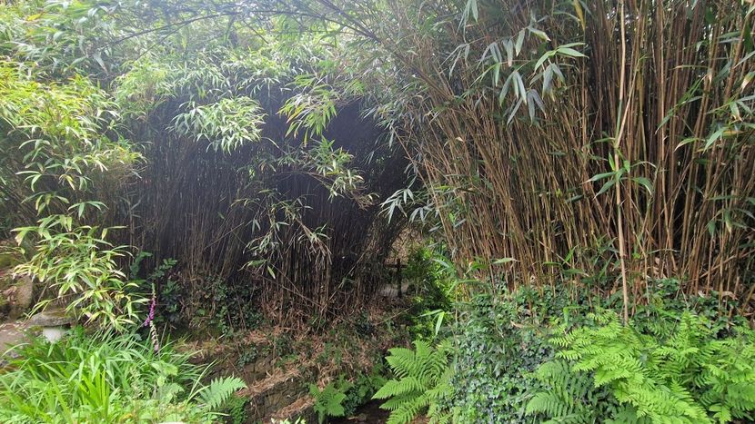  - Lukesland Gardens and Tea Room