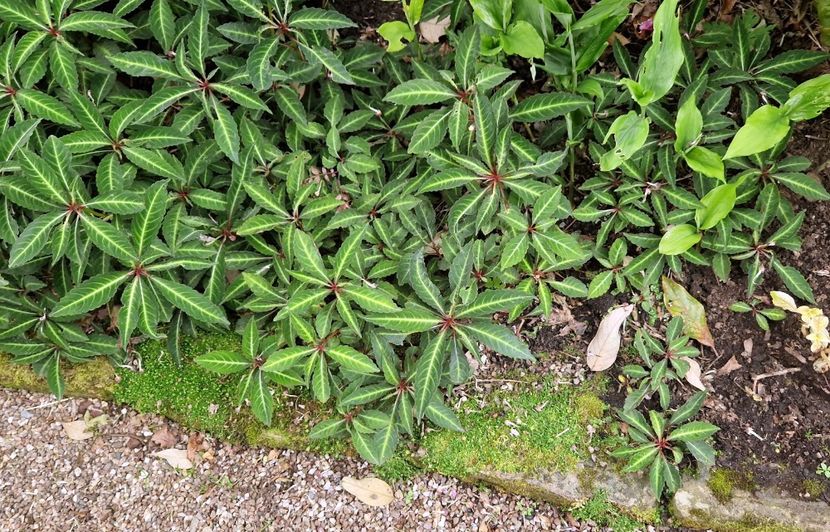  - RHS Rosemoor