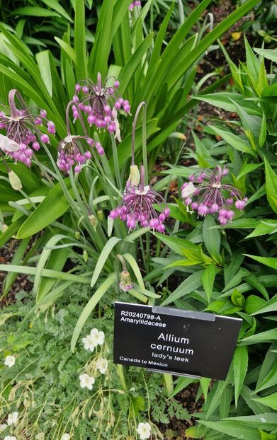  - RHS Rosemoor