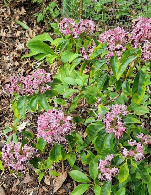  - RHS Rosemoor
