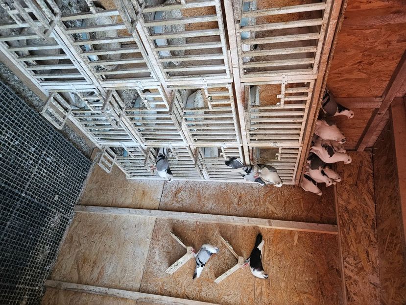  - 1749 Dorin Melente