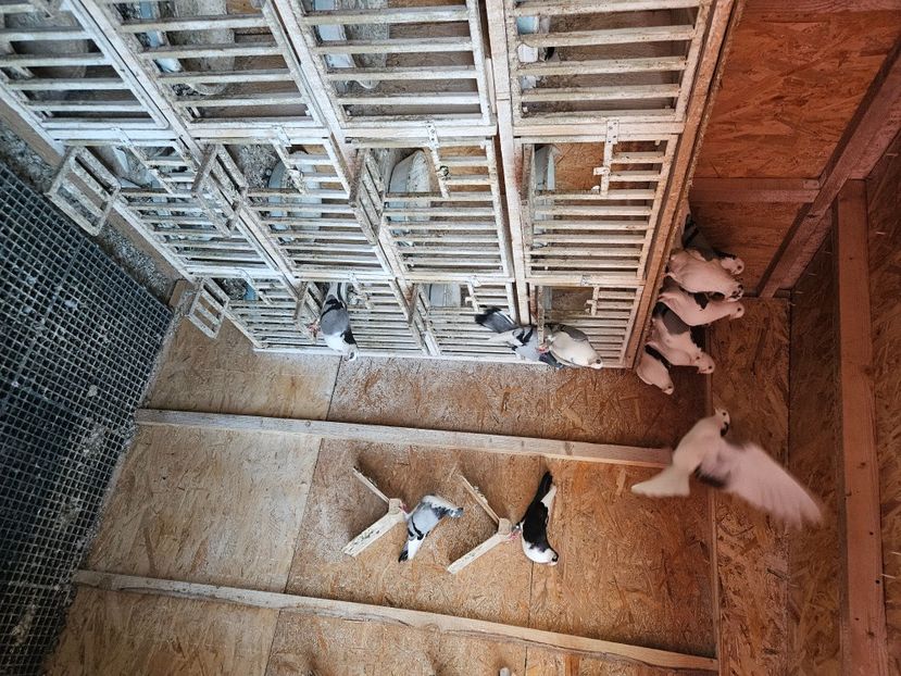  - 1749 Dorin Melente