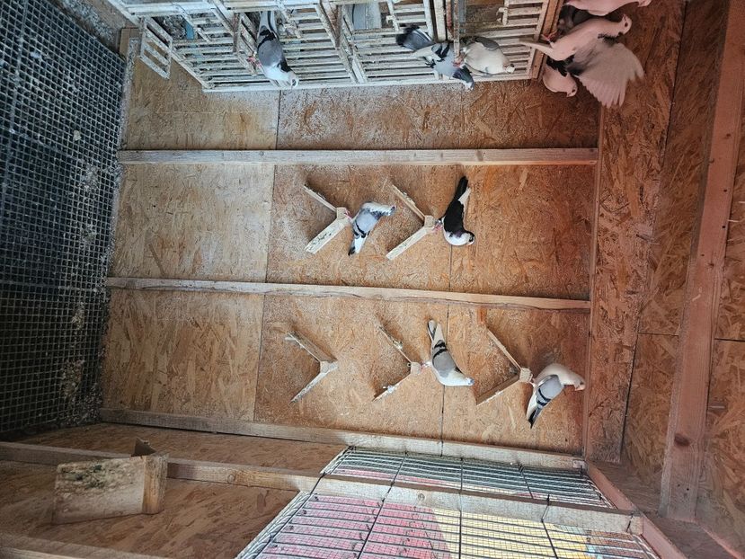  - 1749 Dorin Melente