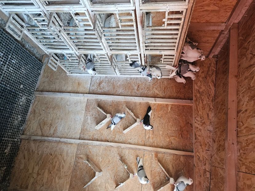  - 1749 Dorin Melente