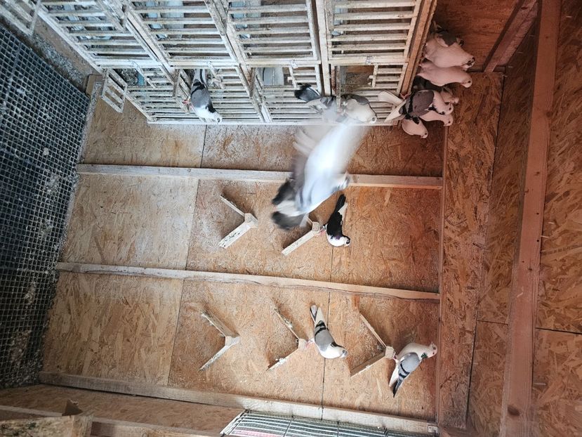  - 1749 Dorin Melente