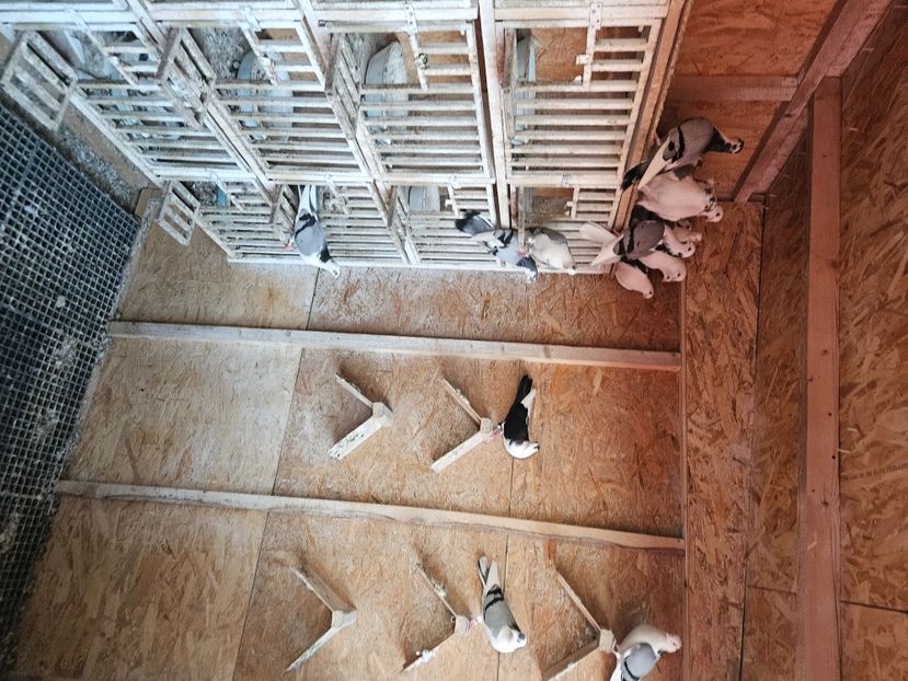  - 1749 Dorin Melente