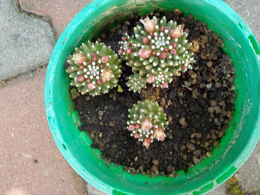  - mammillaria painteri