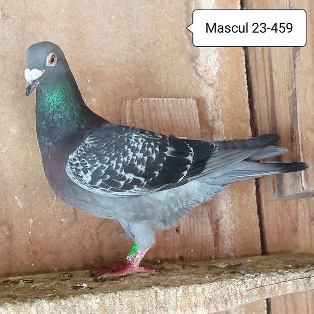 Mascul 23-459 - Porumbei vanduti