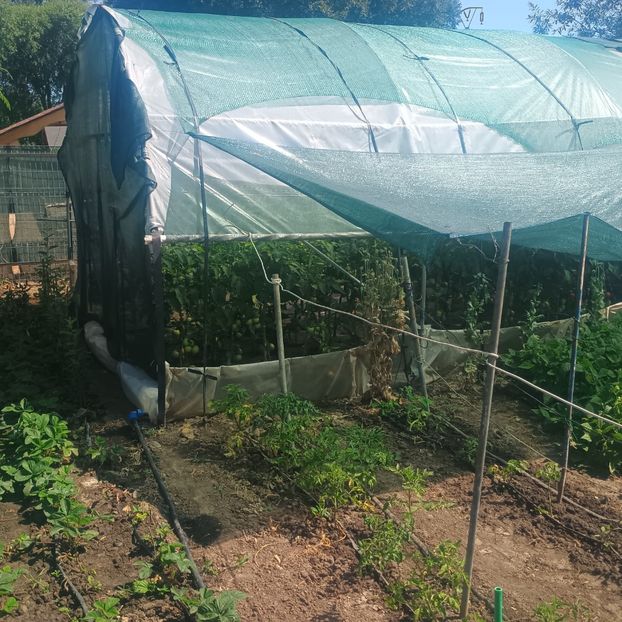  - gradina legume 2025