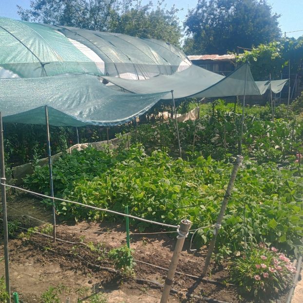  - gradina legume 2025