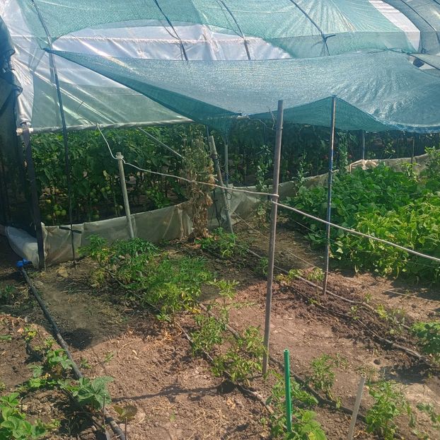  - gradina legume 2025