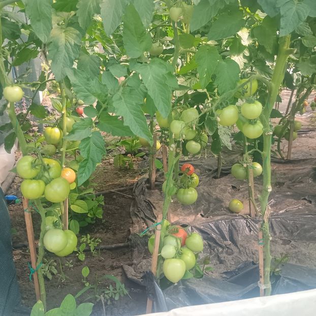  - Gradina legume 2025