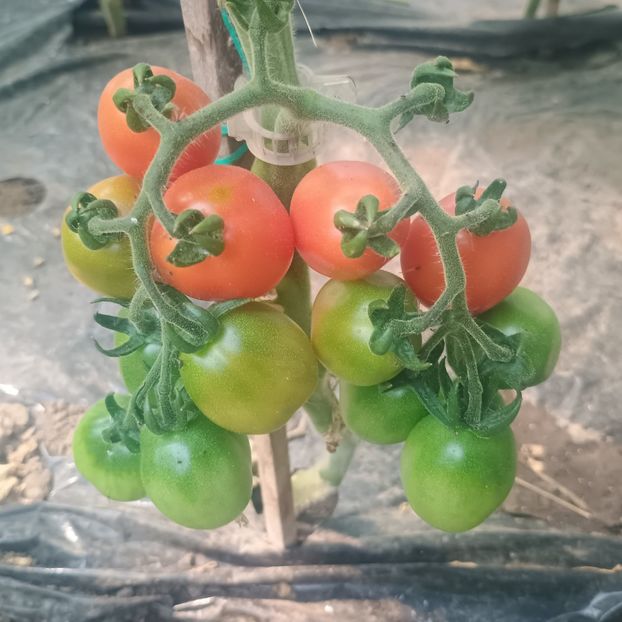  - Gradina legume 2025