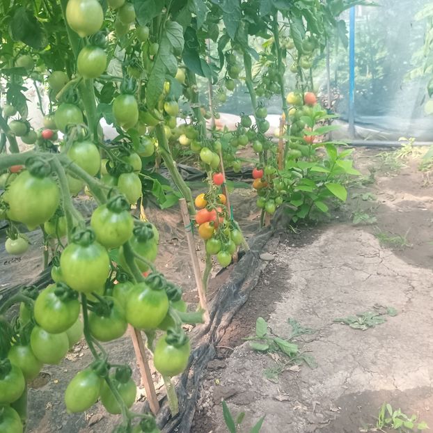  - gradina legume 2025