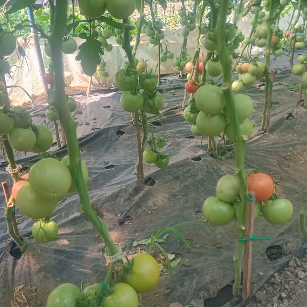  - gradina legume 2025