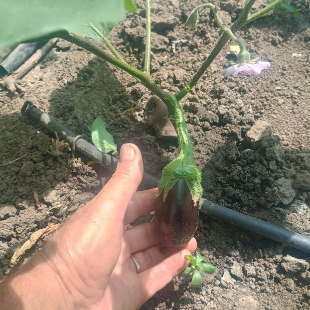  - gradina legume 2025