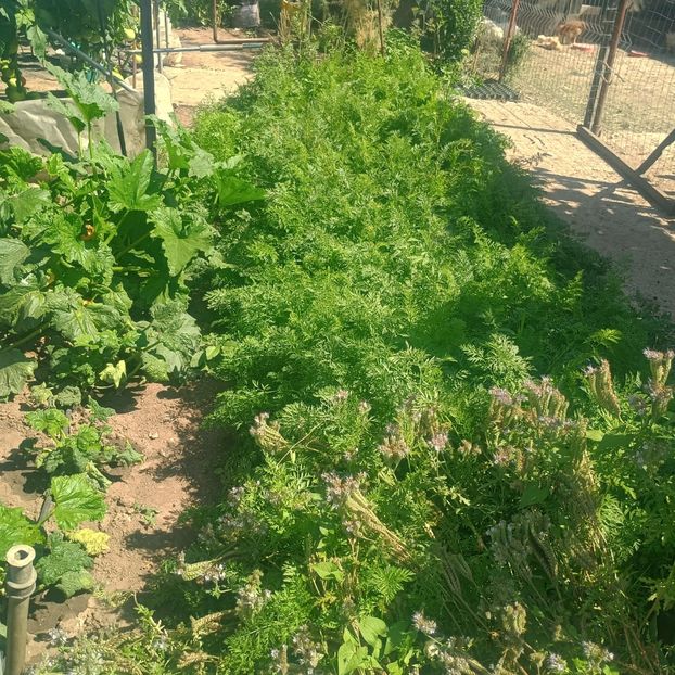  - gradina legume 2025
