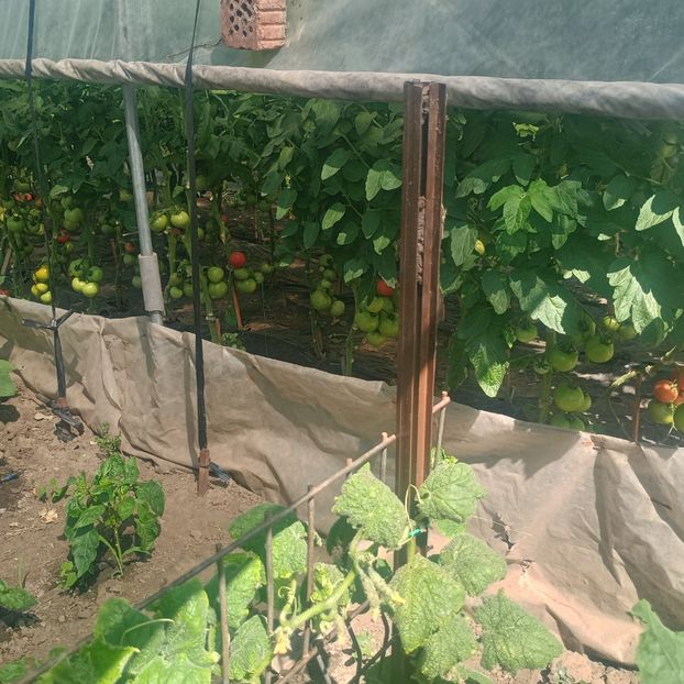  - Gradina legume 2025