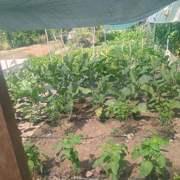  - gradina legume 2025