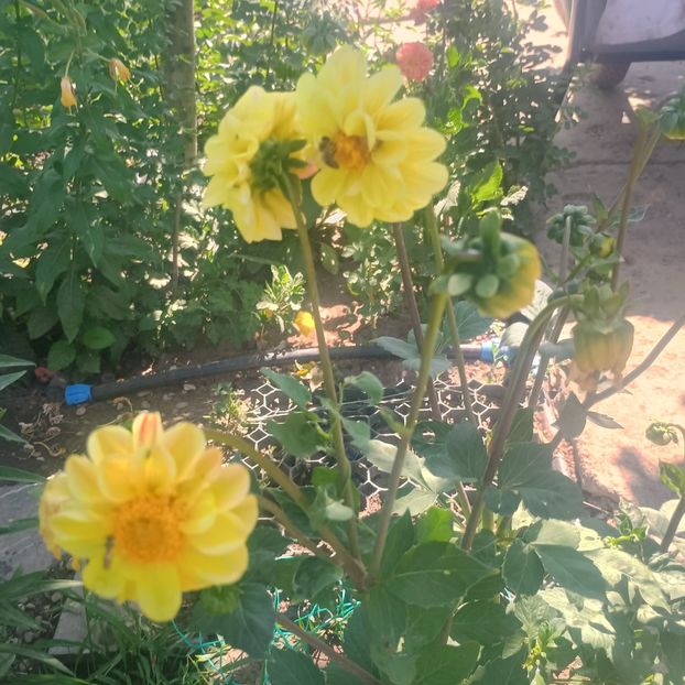  - Gradina flori 2025