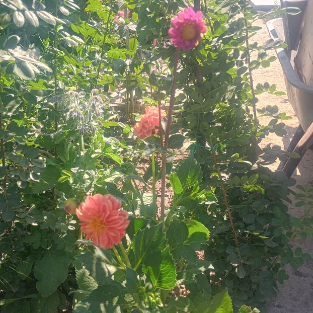  - Gradina flori 2025