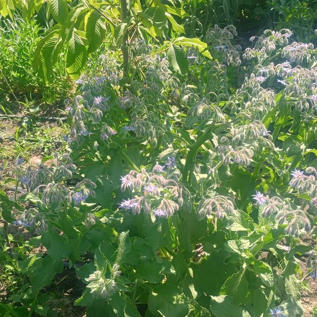  - Gradina flori 2025