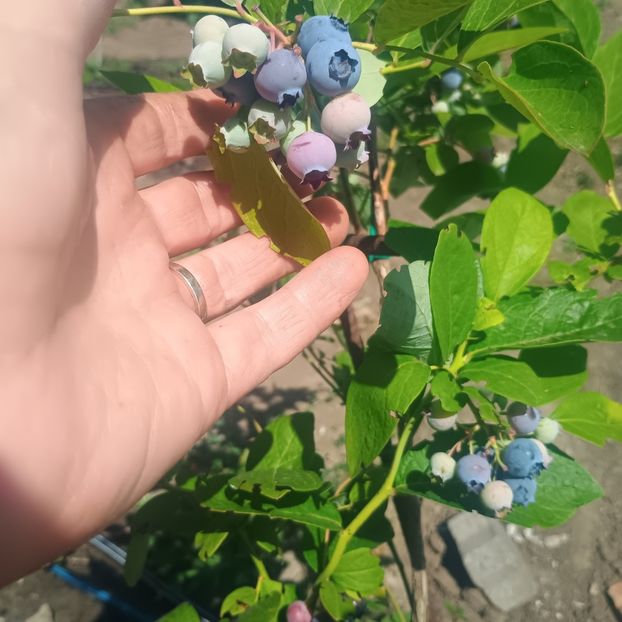 afine uriase - arbori fructiferi 2025