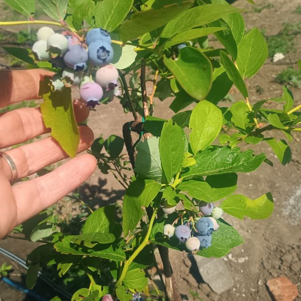 22.06 - arbori fructiferi 2025