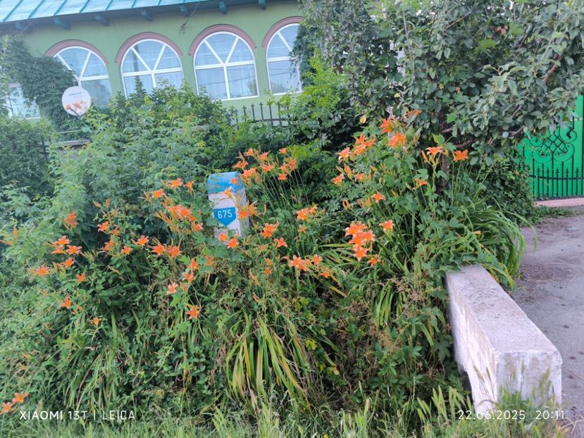  - Hemerocalisi și crini 2025