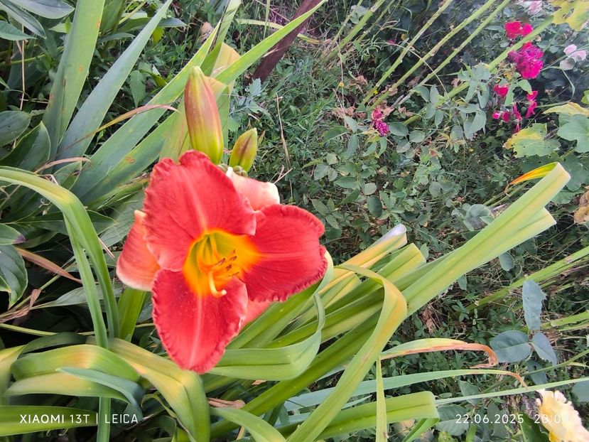  - Hemerocalisi și crini 2025