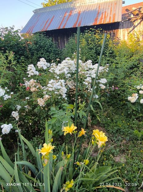  - Hemerocalisi și crini 2025