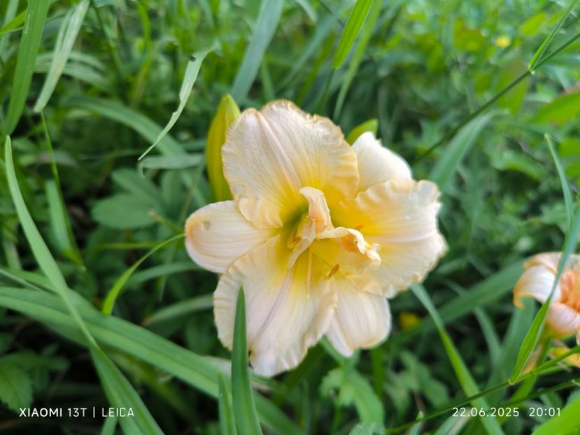  - Hemerocalisi și crini 2025