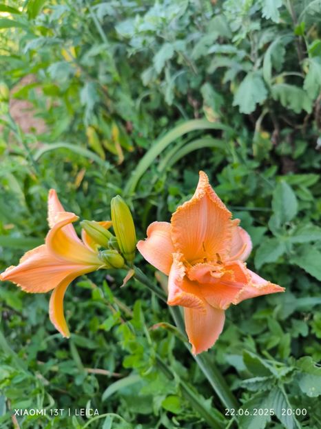  - Hemerocalisi și crini 2025