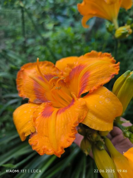  - Hemerocalisi și crini 2025