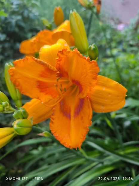  - Hemerocalisi și crini 2025