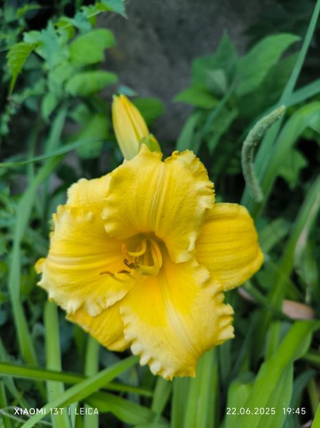  - Hemerocalisi și crini 2025