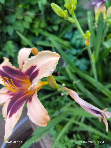  - Hemerocalisi și crini 2025