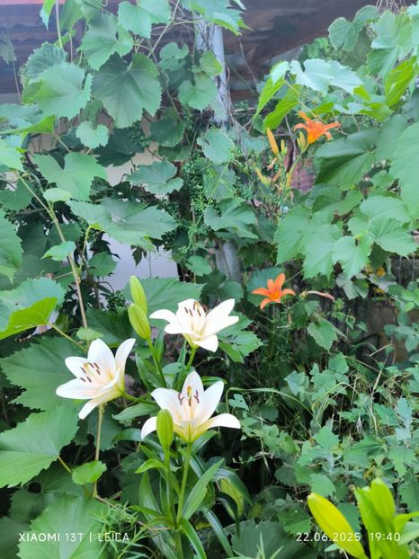  - Hemerocalisi și crini 2025