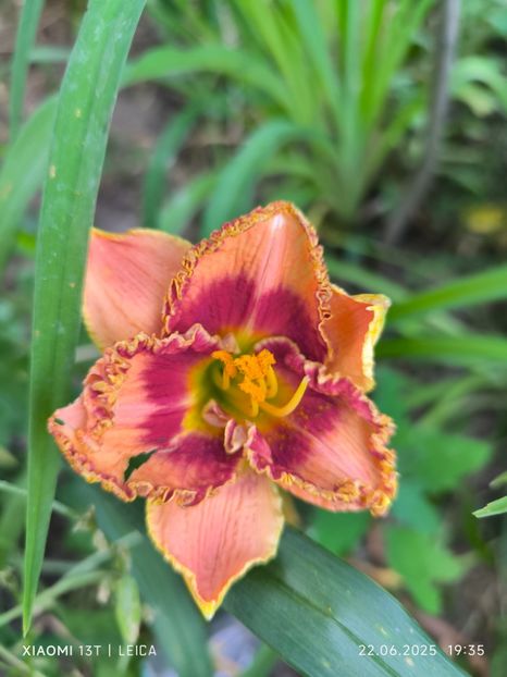  - Hemerocalisi și crini 2025