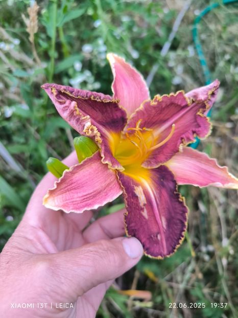  - Hemerocalisi și crini 2025