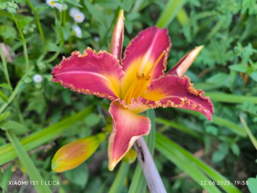  - Hemerocalisi și crini 2025