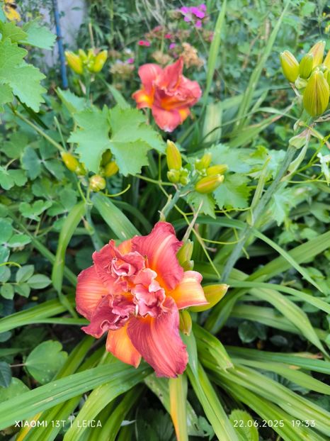  - Hemerocalisi și crini 2025