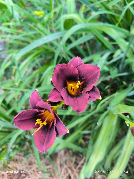  - Hemerocalisi și crini 2025