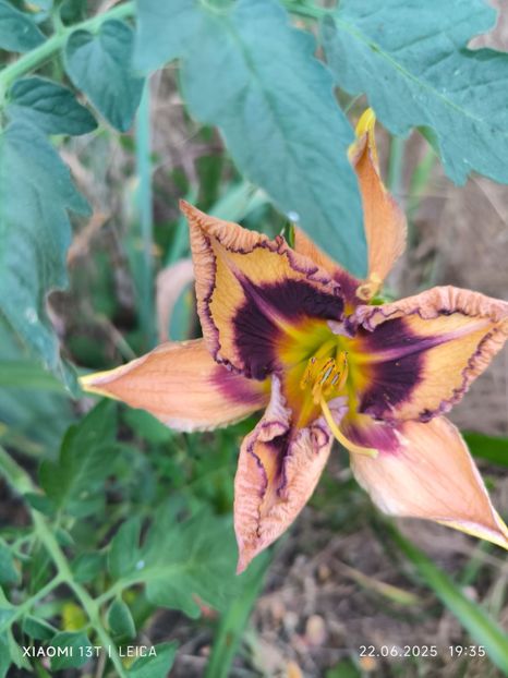  - Hemerocalisi și crini 2025