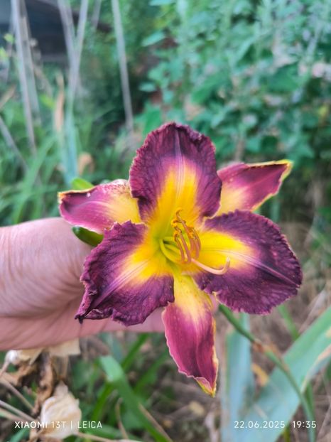  - Hemerocalisi și crini 2025