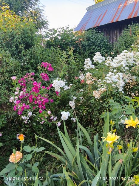  - Trandafiri 2025 ll