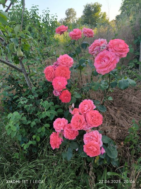  - Trandafiri 2025 ll